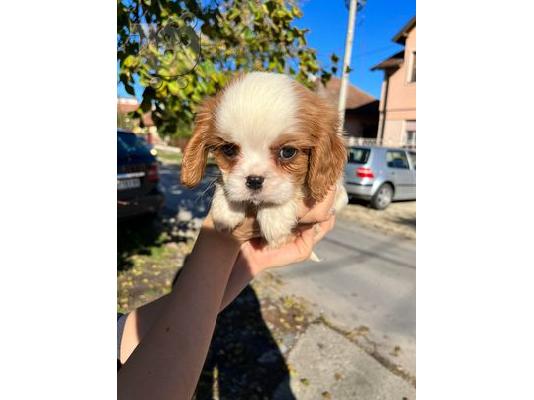 PoulaTo: Cavalier King Charles Spaniel